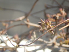 20140316olympus 015.JPG